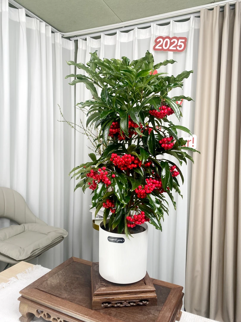 富贵籽元宵花北美冬青黄金万两室内客厅带果60-70公分好养活净化