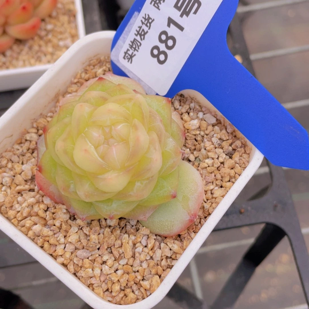 881号冰透珍妮新品