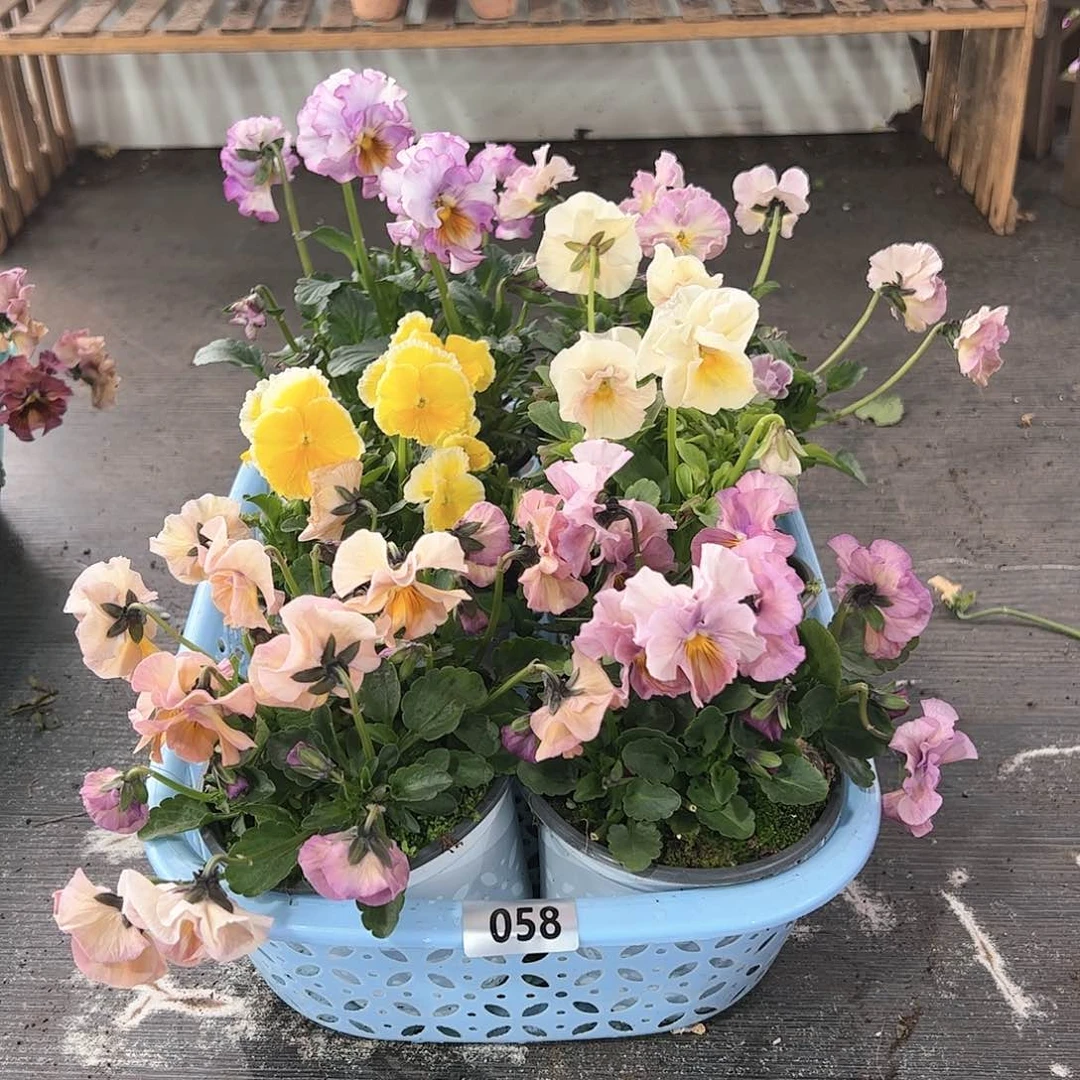 【闪购商品】058号