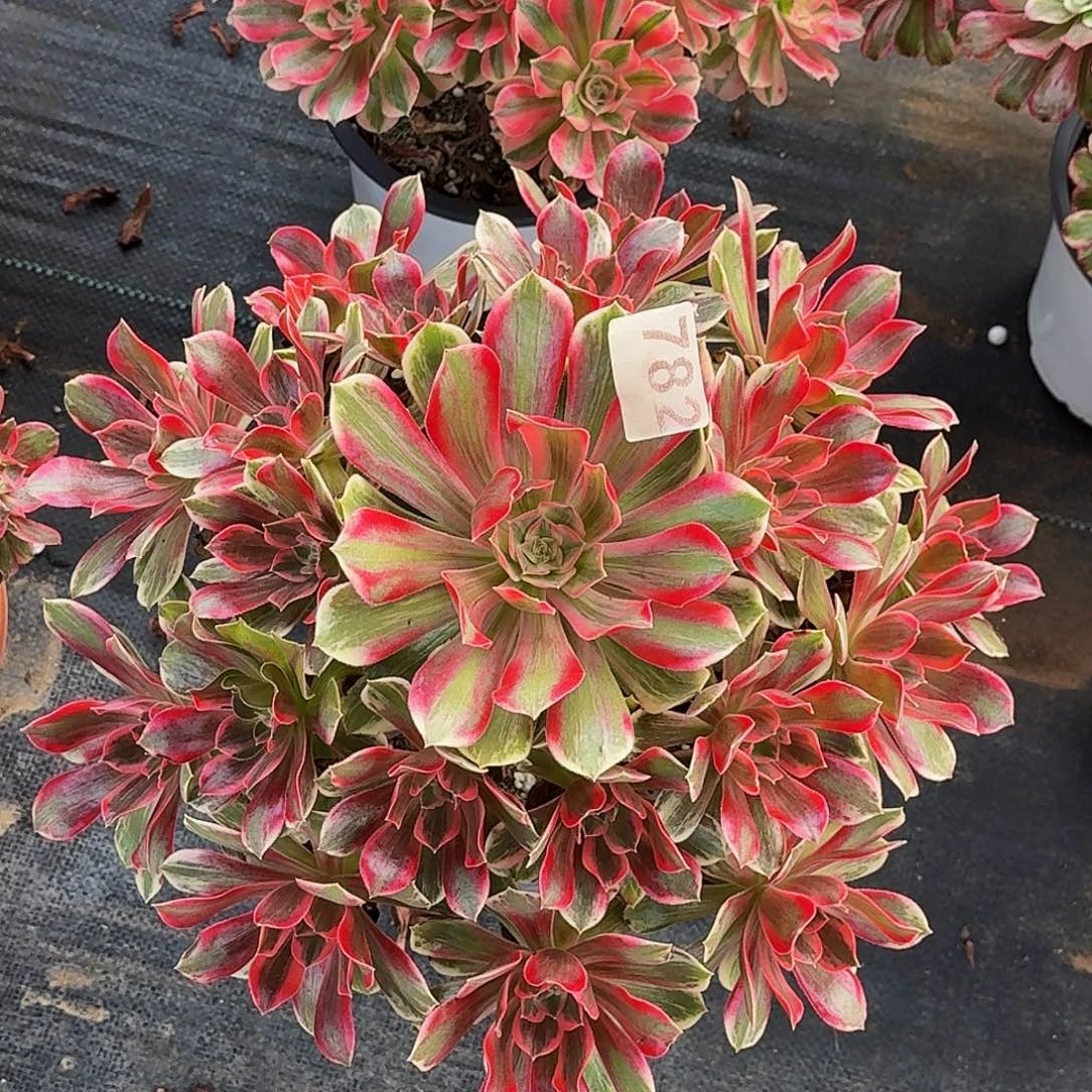 782焕纱冠服35公分