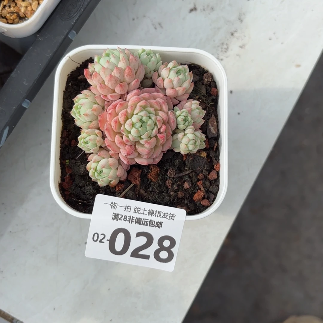 小粉梅多肉多肉多肉