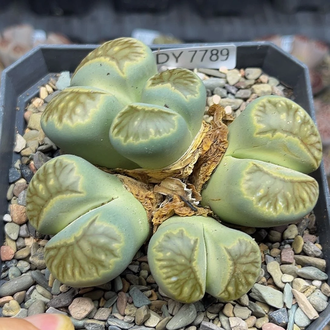 一物一拍绿体菊大母本7789