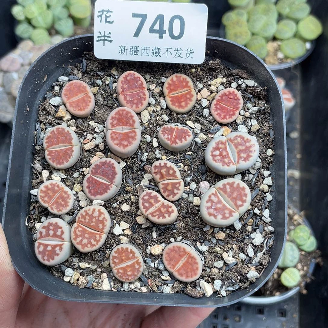 7400000花花花花花鼓励