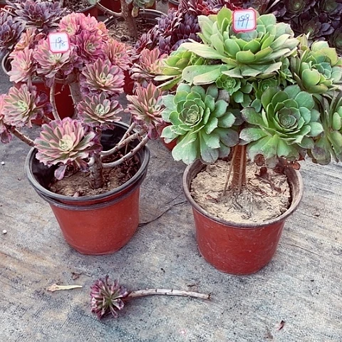 组合多肉法师198，199号