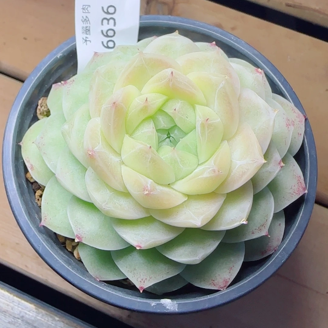 梨花白，6636多肉植物