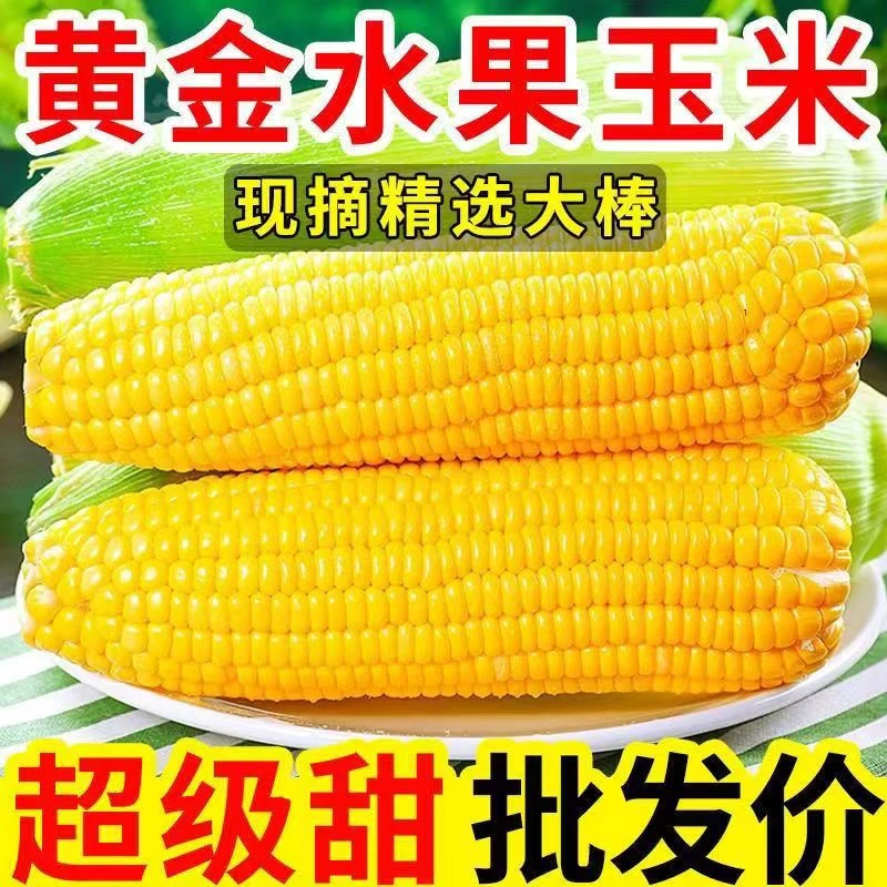 现摘新鲜玉米棒嫩玉米棒甜嫩爆浆钓鱼新鲜水果玉米火锅玉米嫩玉米