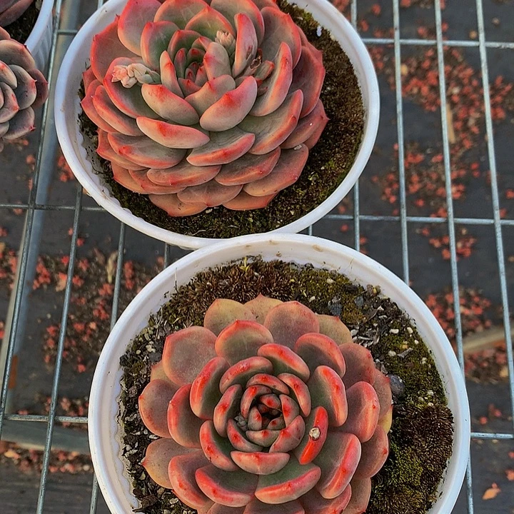 1402-10-20一物一拍