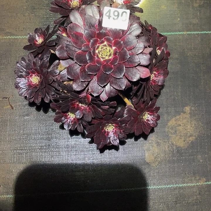 多肉法师490号墨颜发货不包损