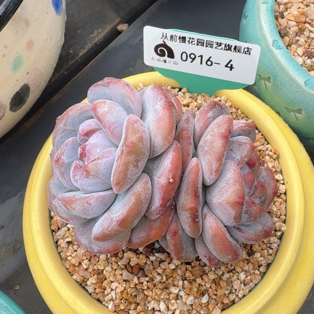 从前慢多肉精选编号0916.4