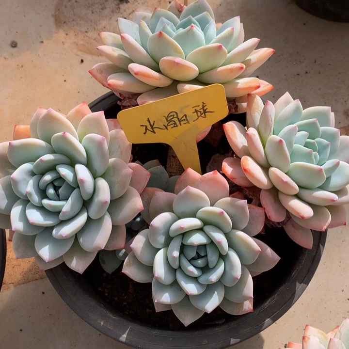 世***源多肉和欧66262727272727