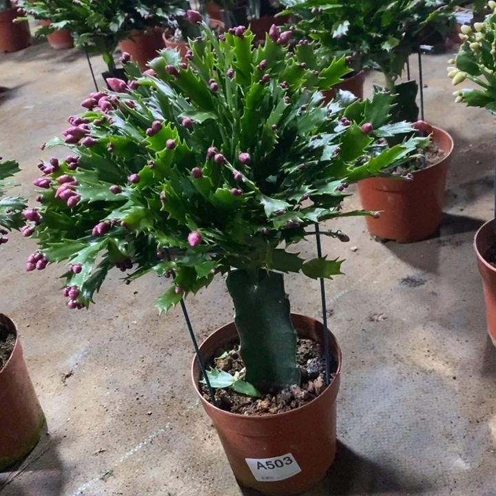 大部分花苞少量开放503加勒比红色