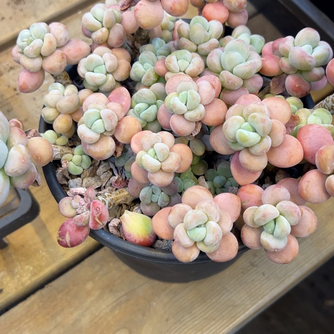 雪*?大洛神，福利多多