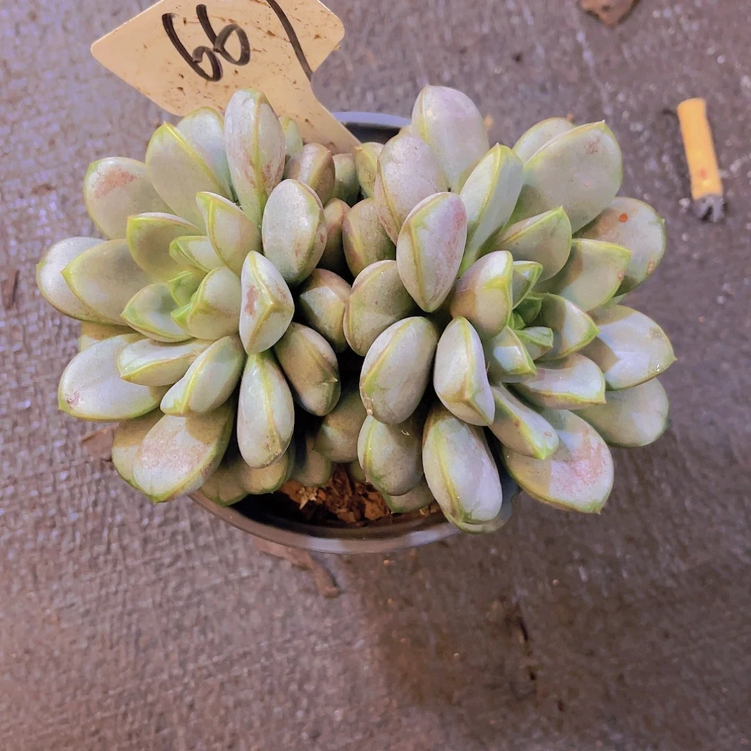 心***এ0000000000000000667