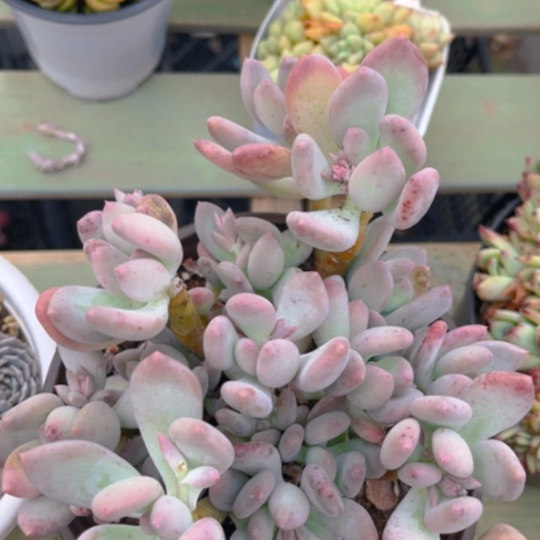 【闪购商品】三日月美人0799