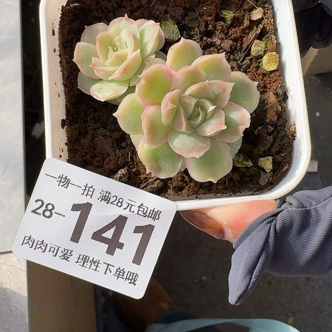 水晶虾饺无盆土发货无