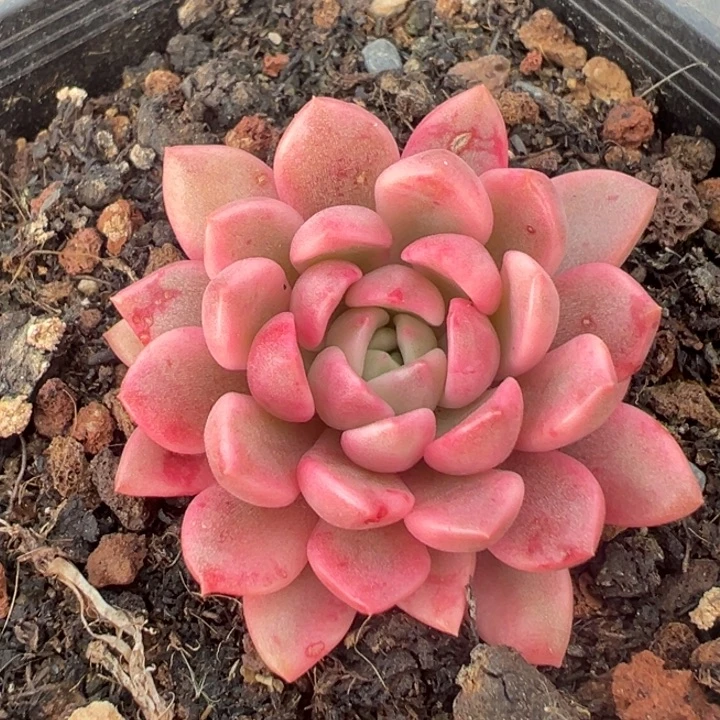 红宝石锦一物一拍锦龙