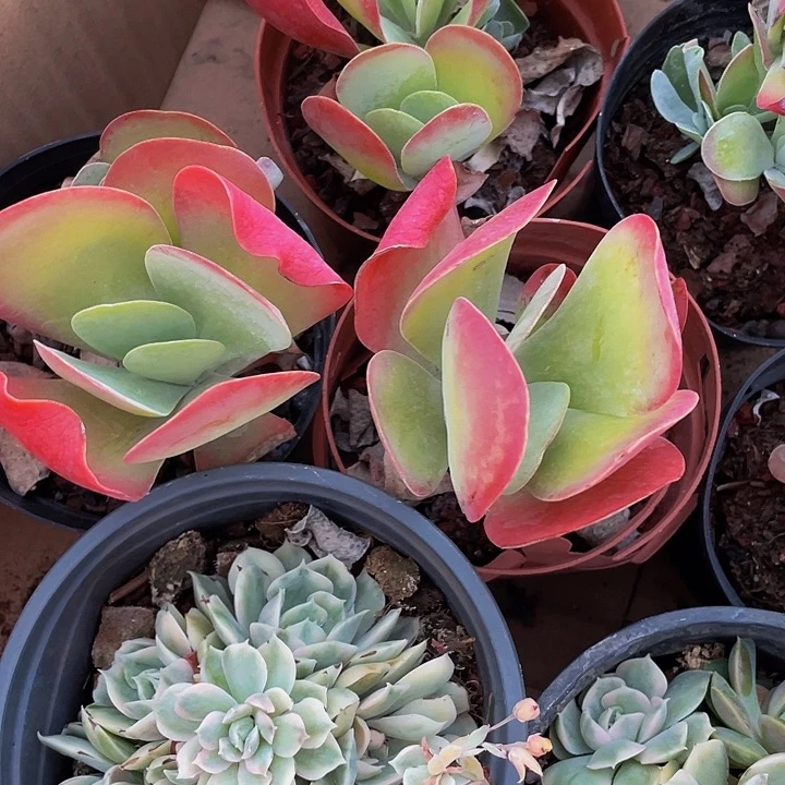 10圆盆唐印带盆土发货