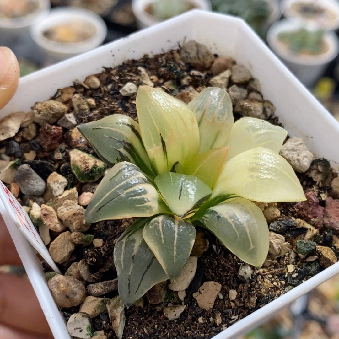 725号糯玉露锦多肉植物