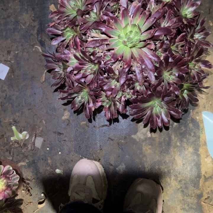 不包侧枝一物一拍97