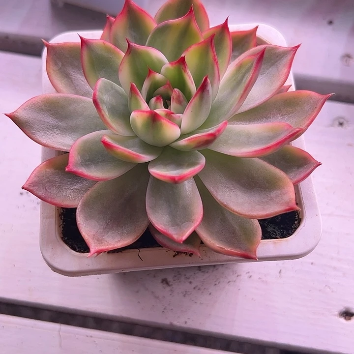 桃花锦大单头多肉植物