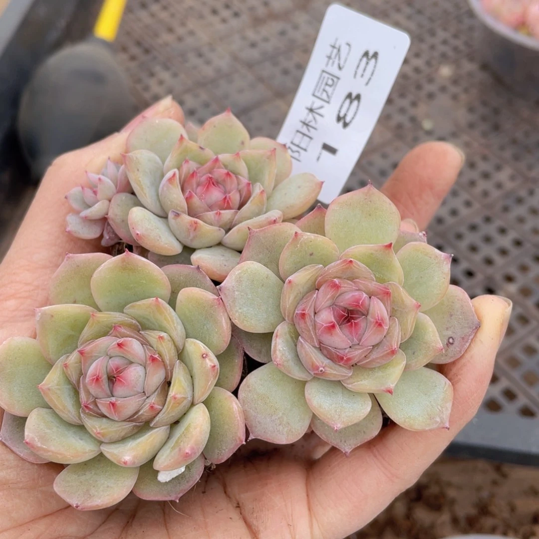 多肉植物多肉植物183