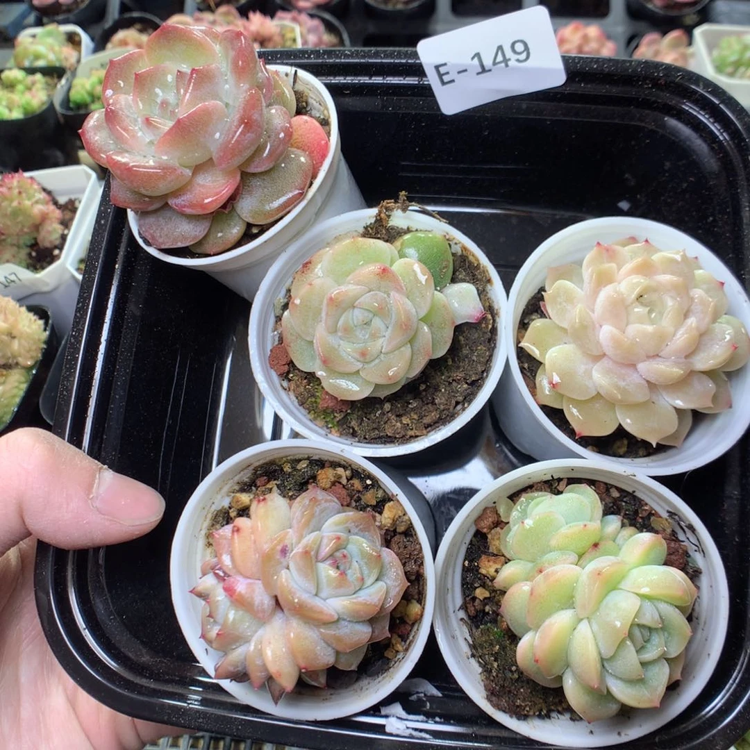 E149y y y y y y y y