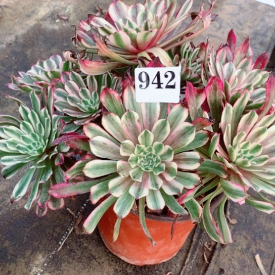 多肉植物云彩942