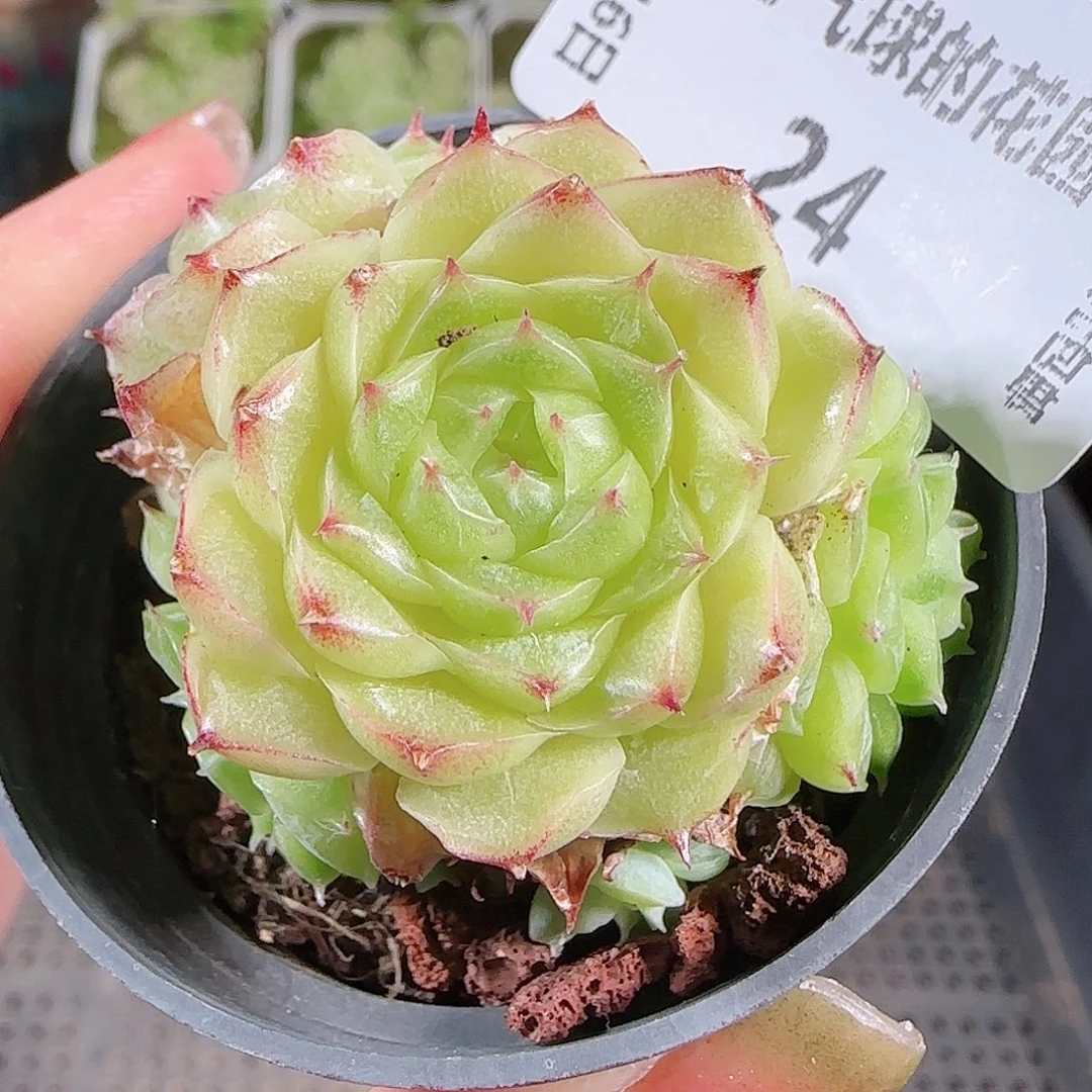 0916-24麦秆优选不包整