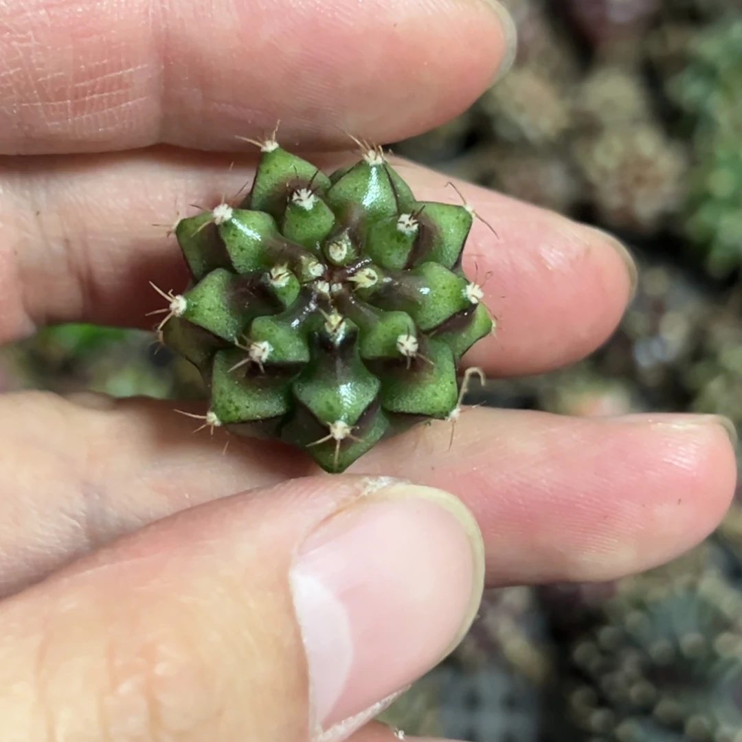 实生米哈锦脱土发货1