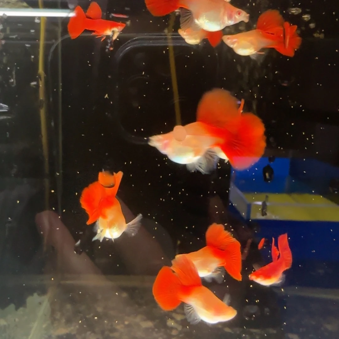 孔雀鱼大背血红球3对