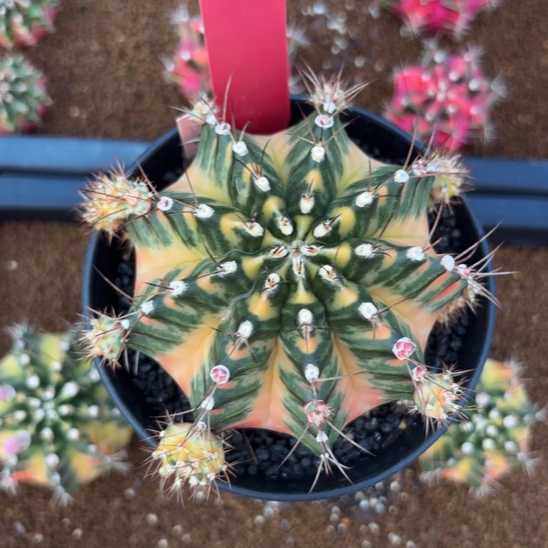 L559-1219泰国发货 太阳后裔