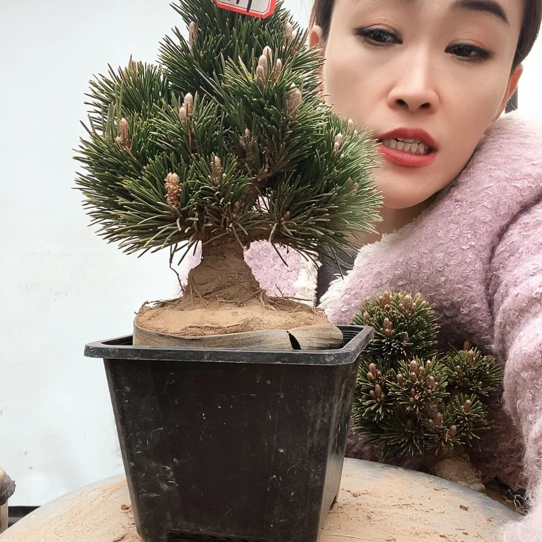 无花朵植物形态多年生草本