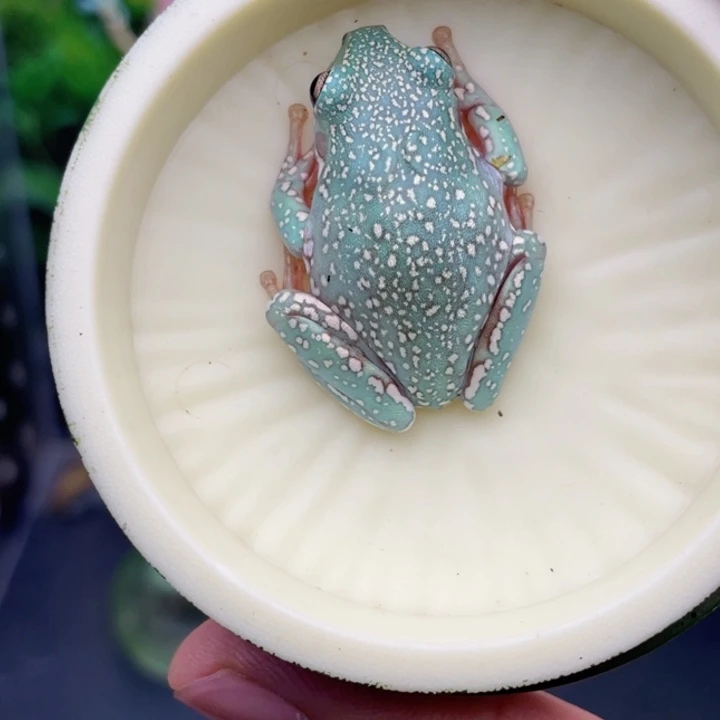 老爷树蛙2号顶级暴雪蓝马卡龙