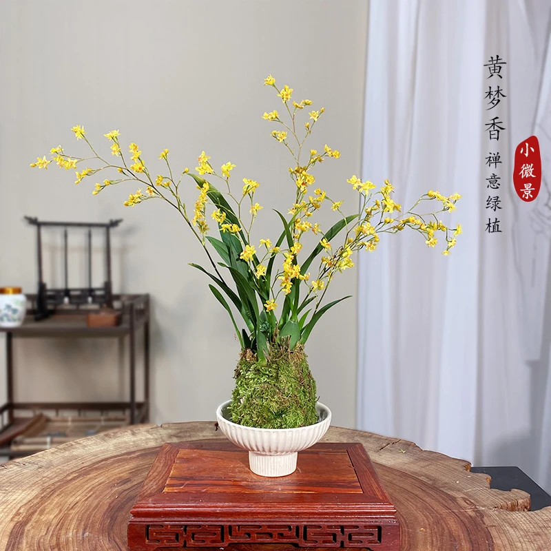 【宏展】大颗黄花梦香兰苔藓球（带3-6枝花剑）室内开花