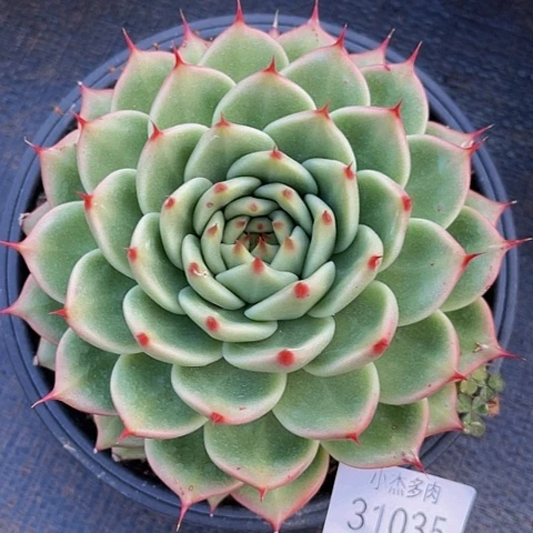 T*托斯卡纳31035