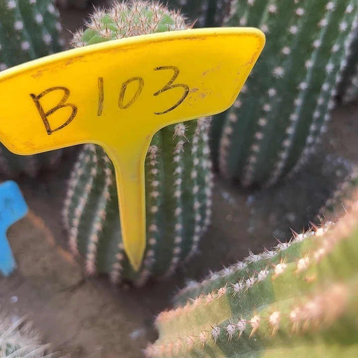 牛**?B103,清122毛花柱