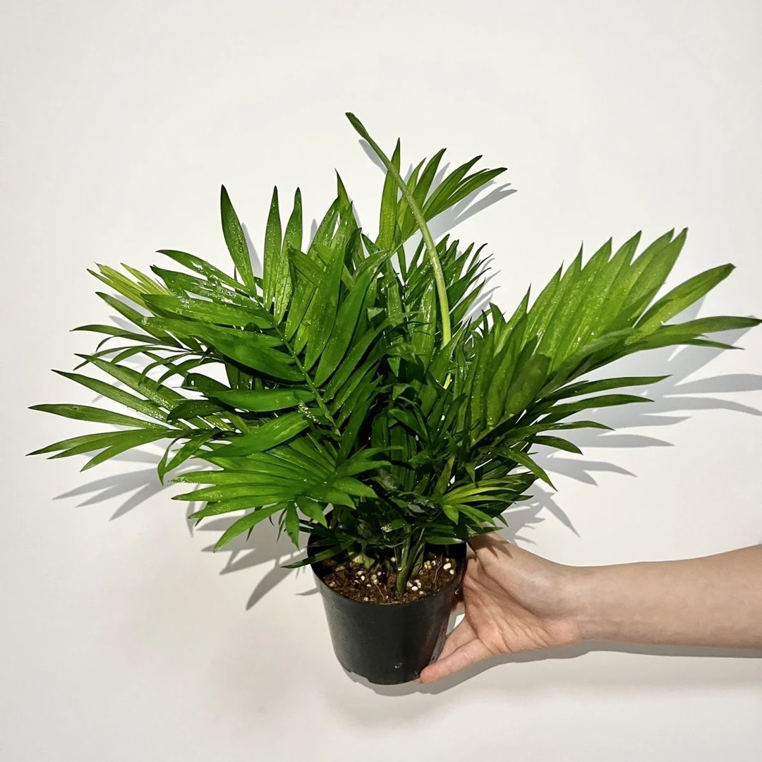 袖珍椰子盆栽室内绿植可水培净化空气四季常青富贵椰子