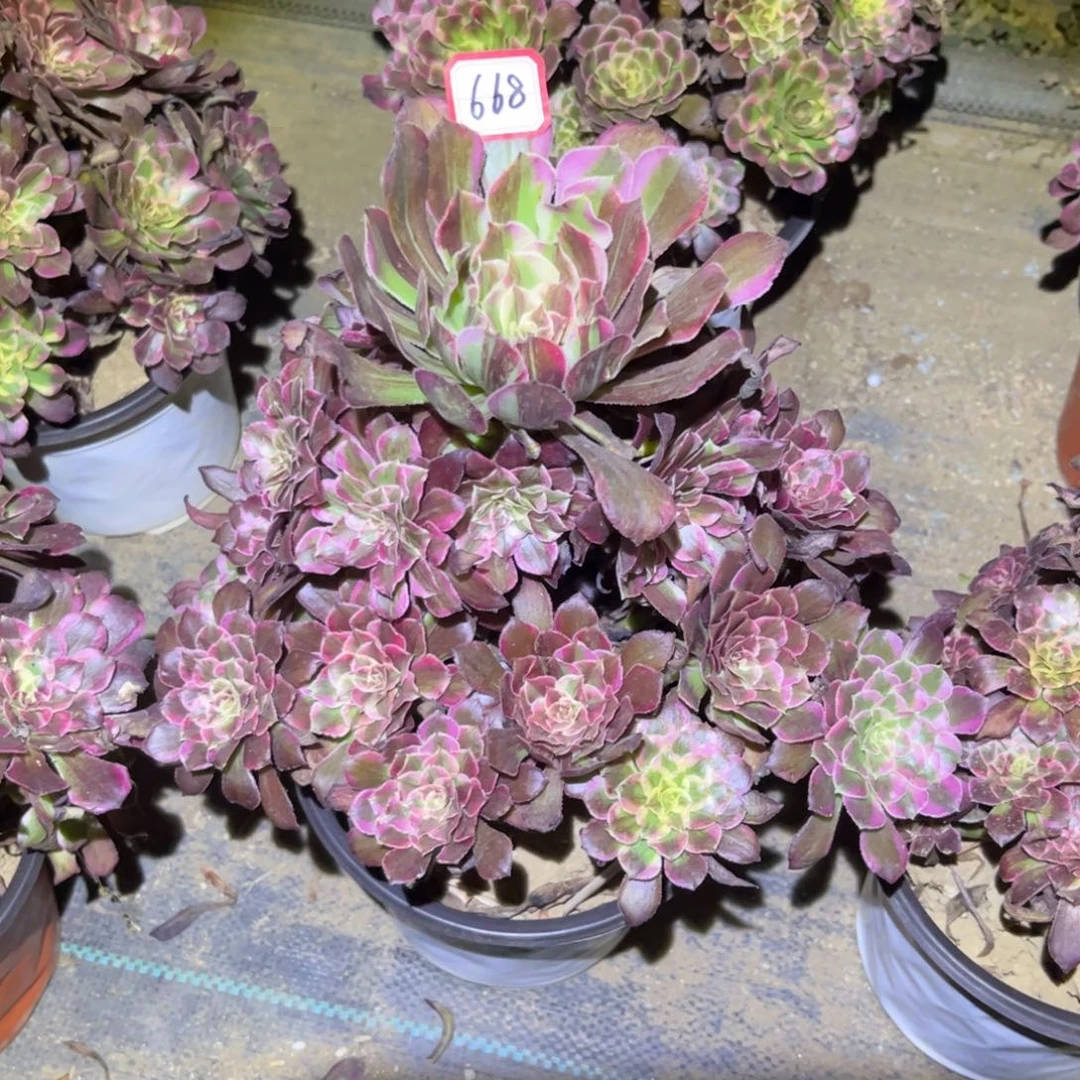 668多肉植物同花顺