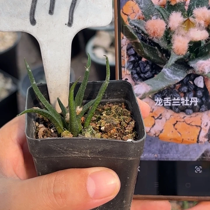 917实生龙舌兰好养皮实