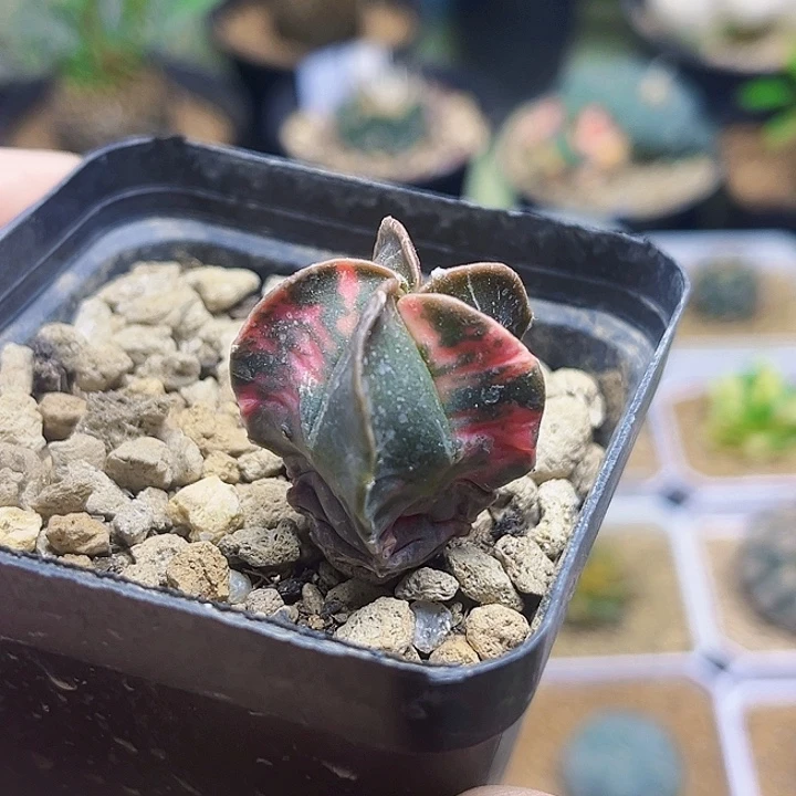 鸾凤玉锦2.6公分