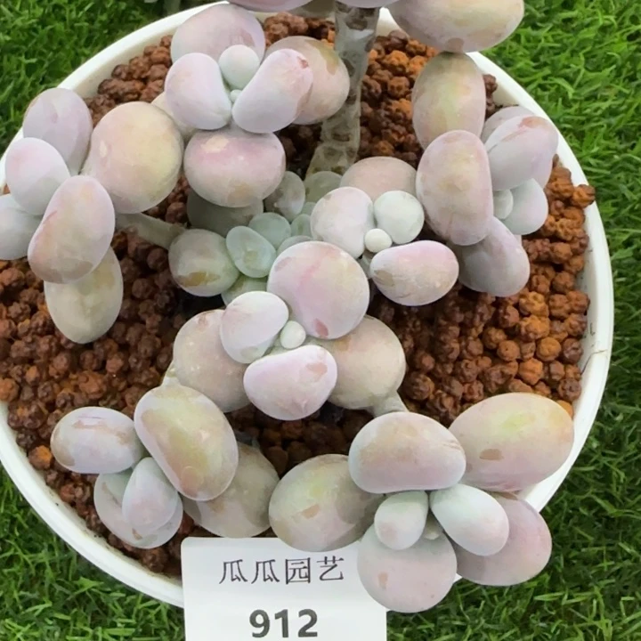 912桃蛋群多肉植物的