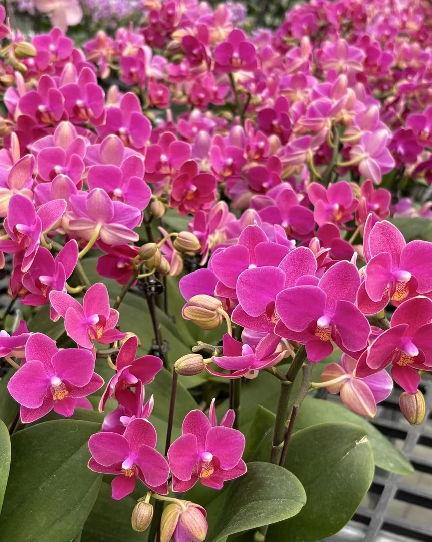 【樱桃香妃】蝴蝶兰基地直发四季鲜花乔迁送礼组盆好养
