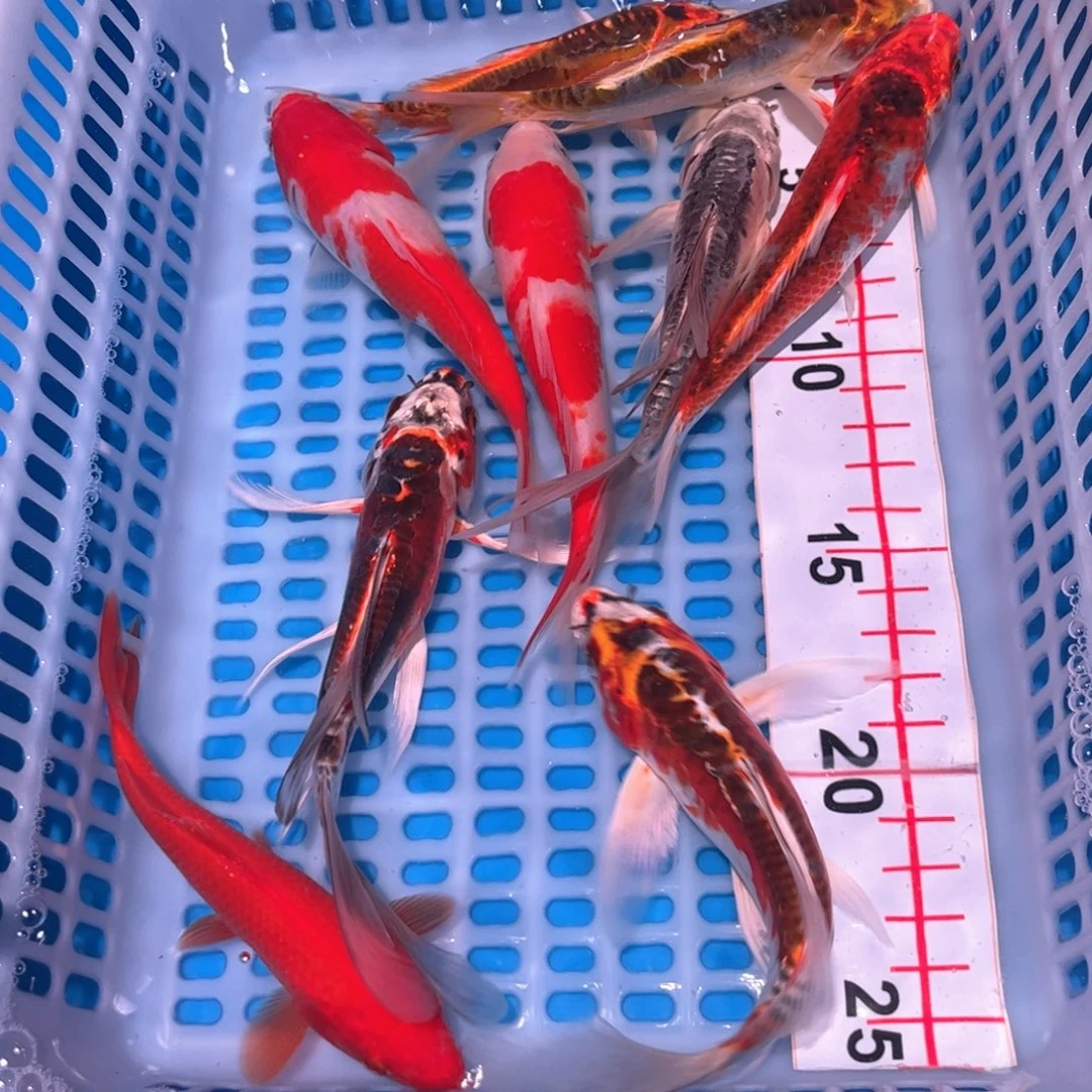 海水鱼精品锦鲤红白凤尾德系火鲤