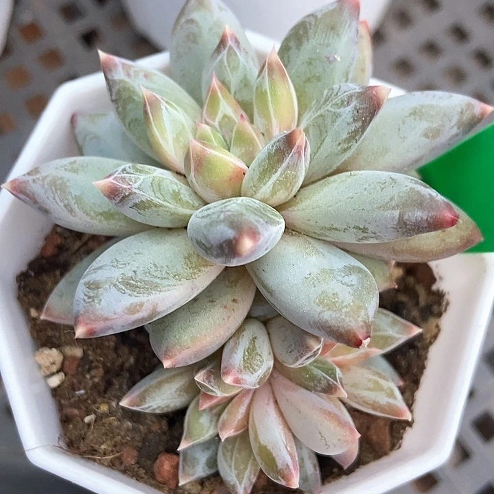 多肉去伊丽莎白1001