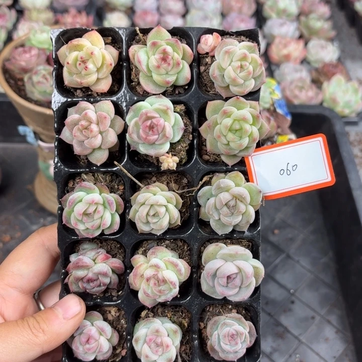 精品直播一物一拍060