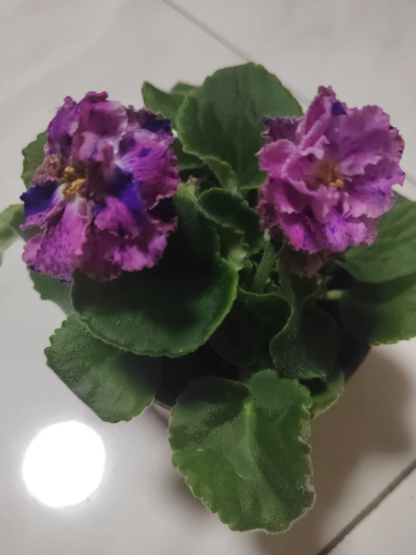 紫罗兰一盆包邮到家