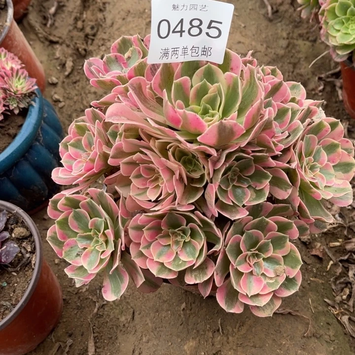 0485女郎的人多肉的