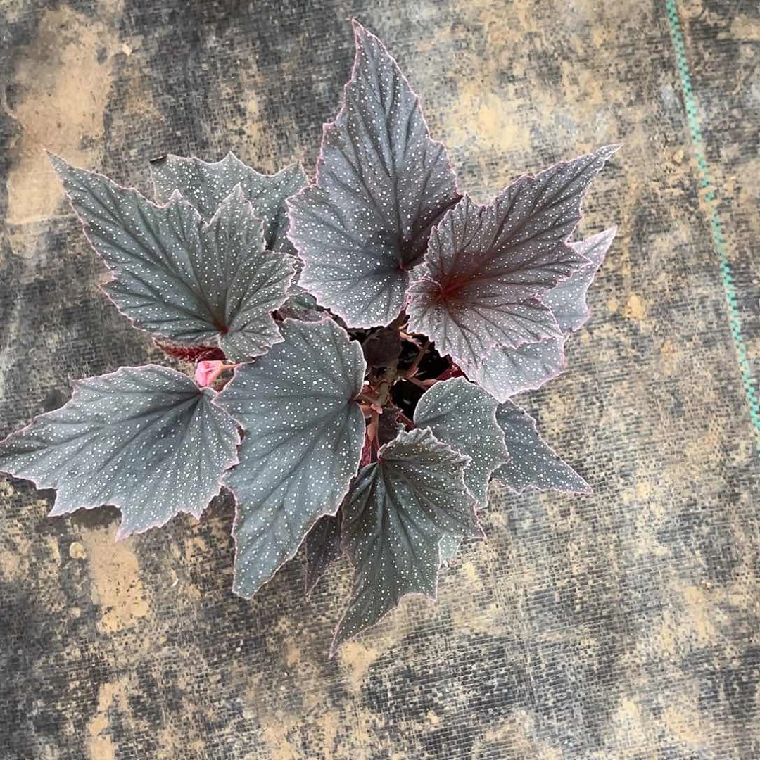 不开花植物粉红豹秋海棠