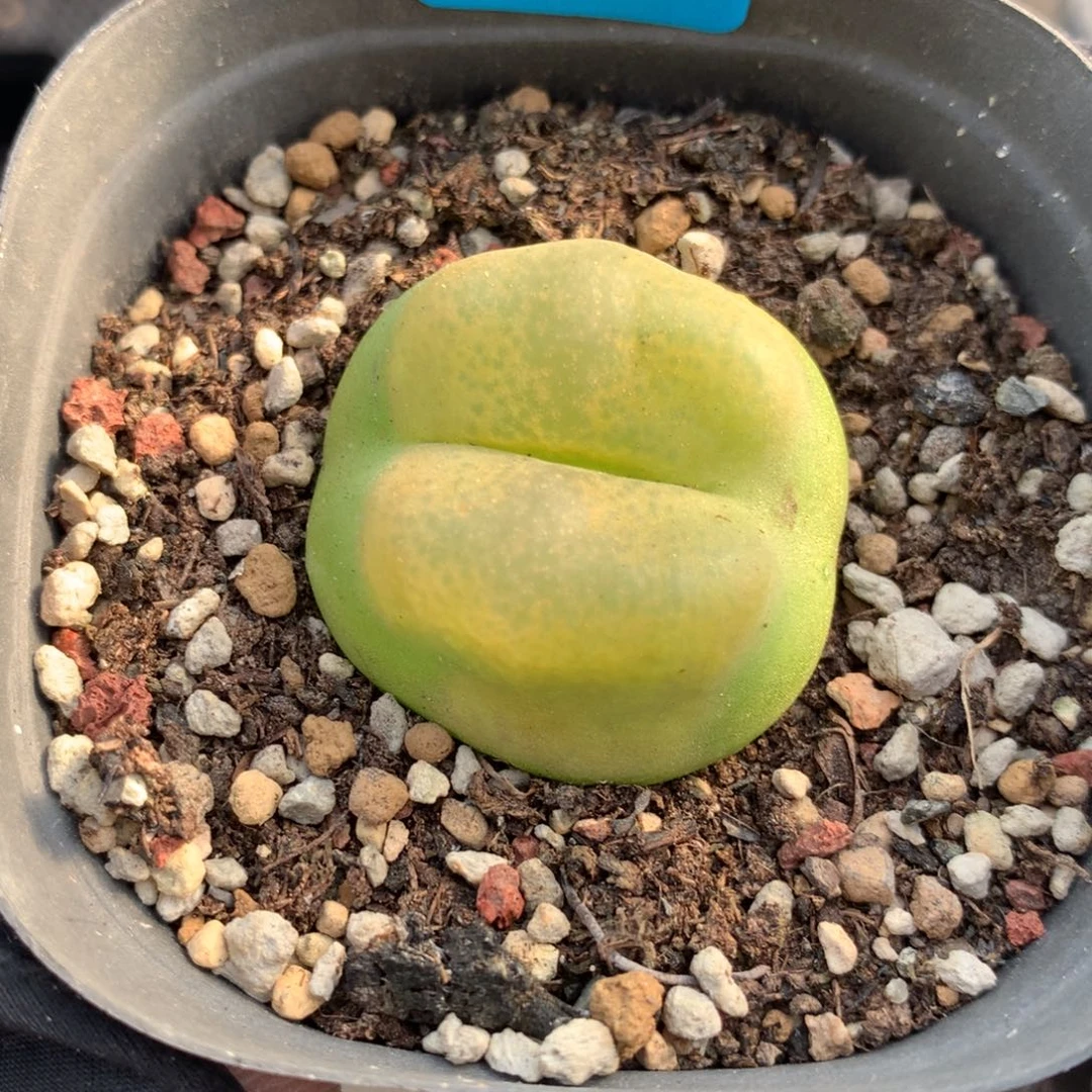 d180母本母本母本