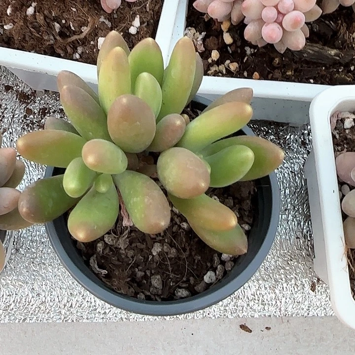 青蛙王子儿童牙膏111